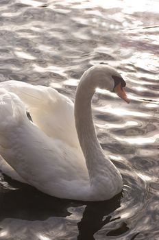 White swan with sun reflections on the water