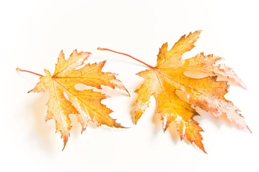 Wet and rainy autumn leaves in natural light