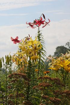 Green grass with lillies in summer day.