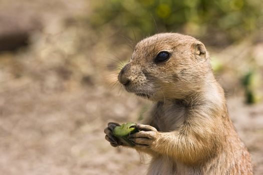 Young little prairiedog standing in the sun and eating