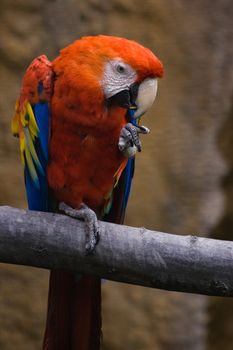 Colorful red parrot sitting on a branch and eating