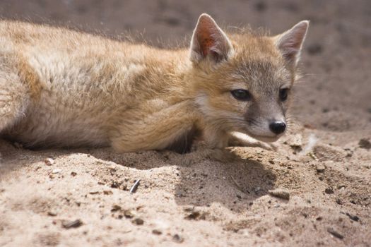 Young swift fox resting and looking