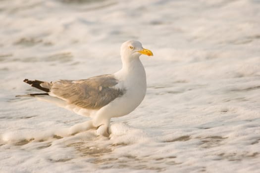 Herring-gull at the beach standing in foam from breakers