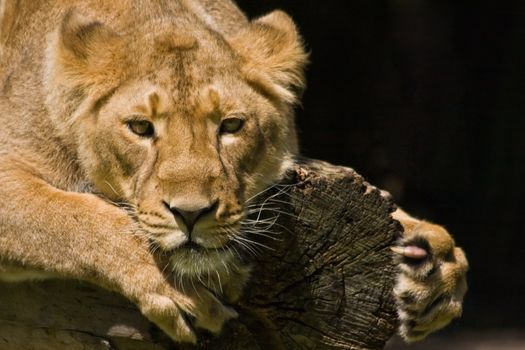 Young lioness climbing on a dead tree and watching