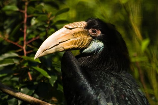 Papuan hornbill sitting on a branch and watching 