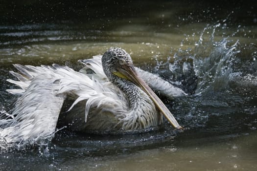 Pelican splashing his wings in the water having his daily bath