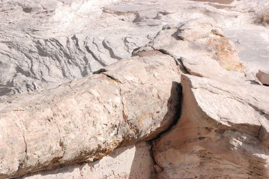 Petrified Forest - Agate Bridge