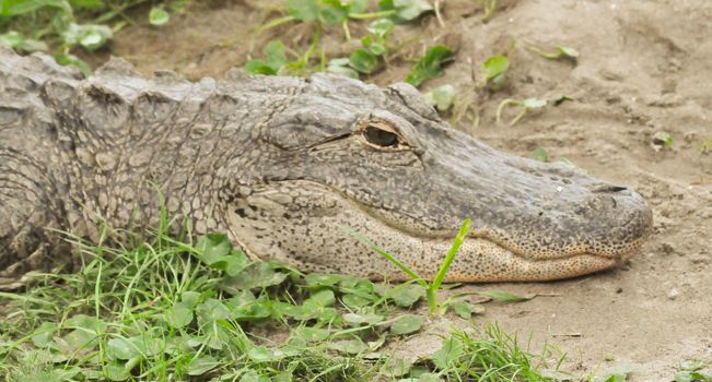 Alligator in the grass