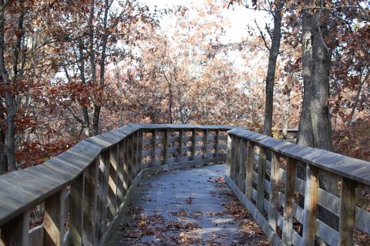 Autumn trail into the woods