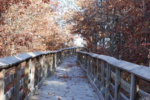 Autumn trail into the woods