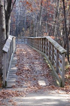 Autumn trail into the woods