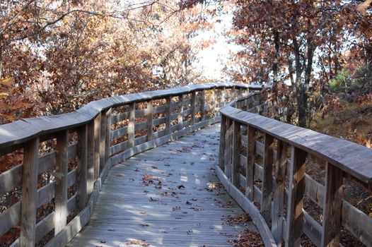 Autumn trail into the woods