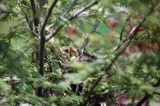 Baby Bird Beaks