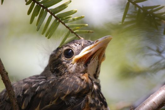 Baby bird closeup