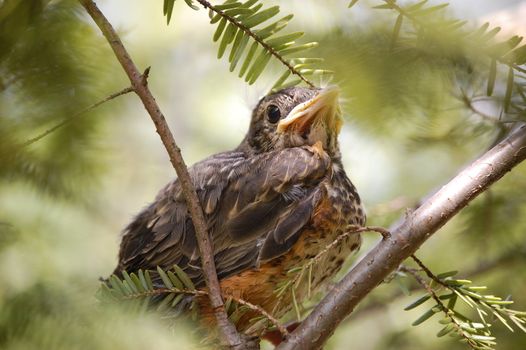 Baby Bird sits on branches