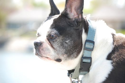 Boston Terrier stares