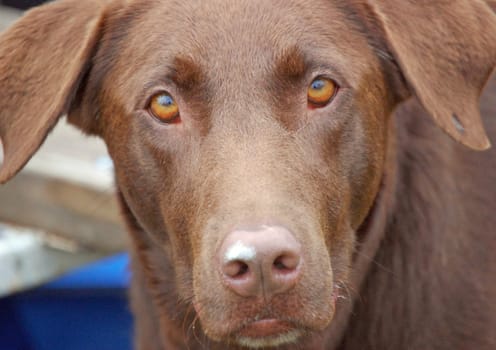 Brown dog stares