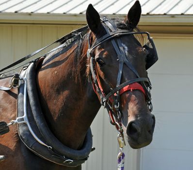 Horse stares into the lens