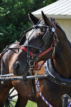 Horse turns his head