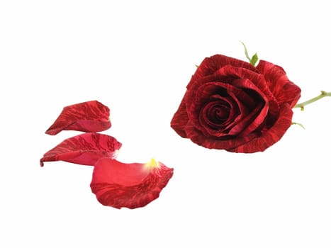 Red rose and petals isolated on a white background