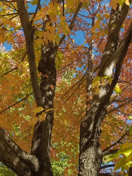 Autumn scenery with leaves changing colors