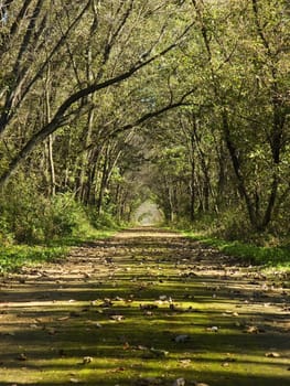 Endless trail through the forest during the autumn season