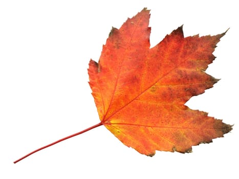 Autumn leaf isolated on a white background