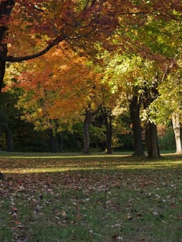 Autumn scenery with leaves changing colors