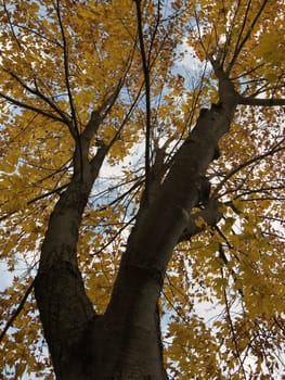 Autumn scenery with leaves changing colors