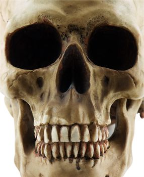 Close up of a human skull isolated on white