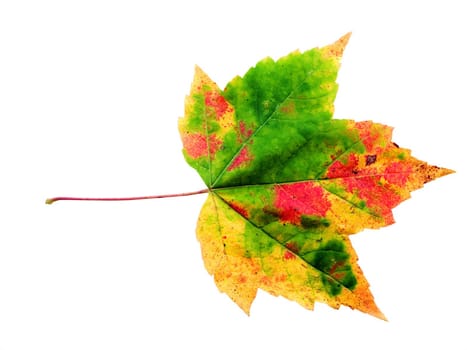 Autumn leaf isolated on a white background