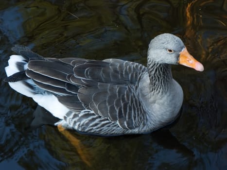 Close up of a greylag goose in the water