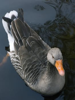 Close up of a greylag goose in the water