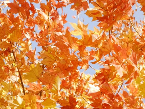 Autumn scenery with leaves changing colors