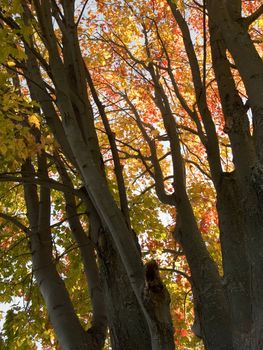 Autumn scenery with leaves changing colors