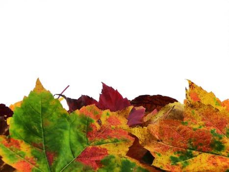 Autumn leaves of multiple colors