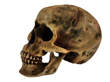 Close up of a human skull isolated on white