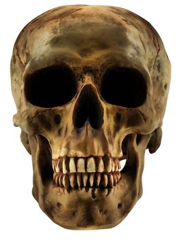 Grinning human skull isolated on white