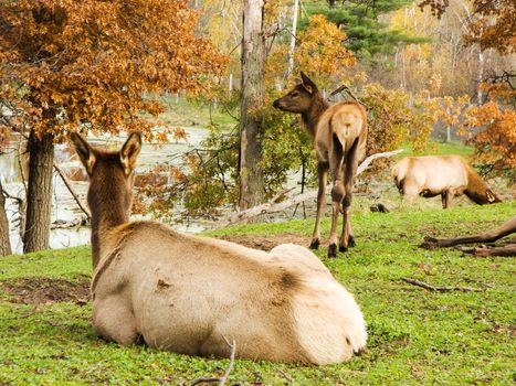 An elk fawn near her mother in the autumn tree's