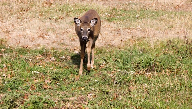 Young deer grazing through the grass