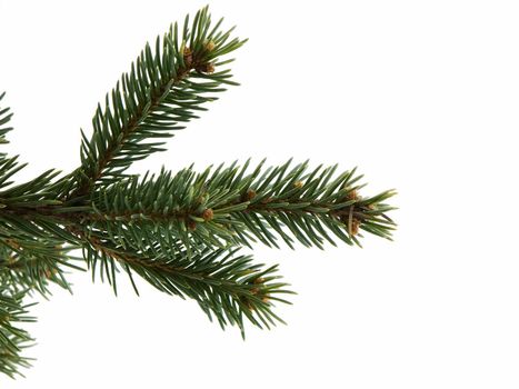 Christmas tree limb isolated on a white background