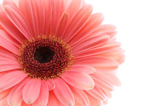 Pink gerbera daisy isolated on a white background