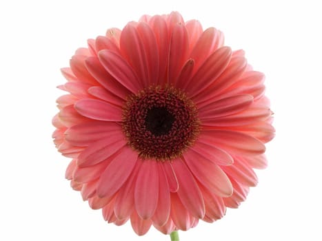 Pink gerbera daisy isolated on a white background