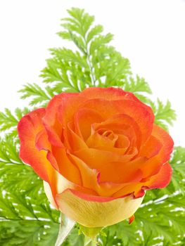 Orange rose close-up with green fern