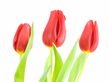 Three red tulips with the focus on the middle tulip, isolated on white