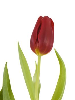 Single red tulip isolated on white background