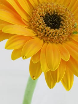 Orange gerbera daisy macro, with the focus on the front petals and water drops