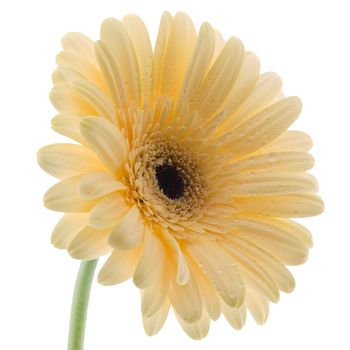 White gerbera daisy isolated on a white background