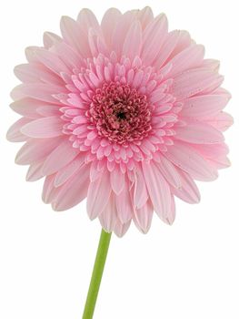 Pink gerbera daisy isolated on a white background