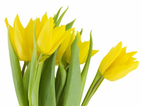 Yellow tulips isolated on a white background